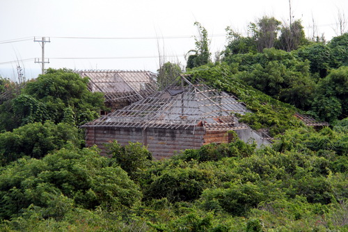 Những tiểu rersot bỏ hoang giữa cây cỏ dại ven biển Kê Gà. Ảnh: Phước Tuấn