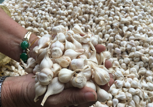 toi-ly-son-khan-hiem