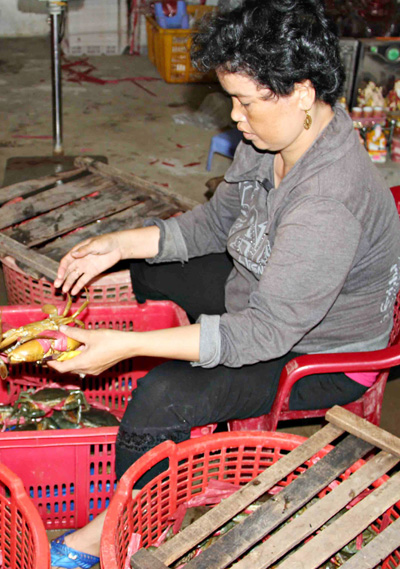 Nhiều hộ nuôi cua ở Cà Mau thua lỗ khi bỏ tiền đầu tư thả nuôi đón giá dịp trung thu. Ảnh: Phúc Hưng