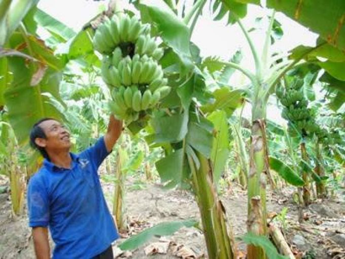 mô hình trang trại gắn với cây trồng đang rất phổ biến trong phát triển kinh tế có nguồn vốn vay từ ngân hàng