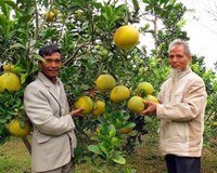 Agribank Chương Mỹ chủ động sát cánh cùng Tam nông 
