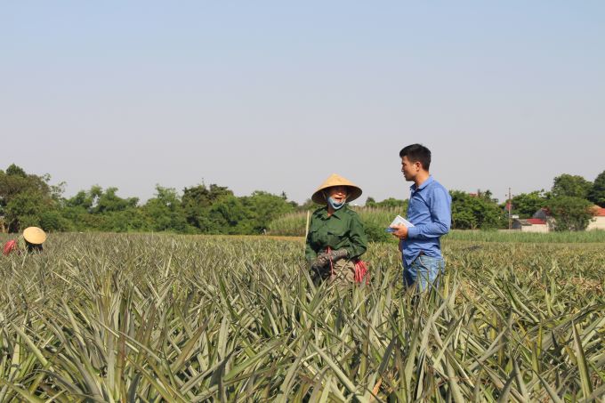 Thanh Hoá  Thương lái Trung Quốc thu mua dứa với giá thành cao ngất