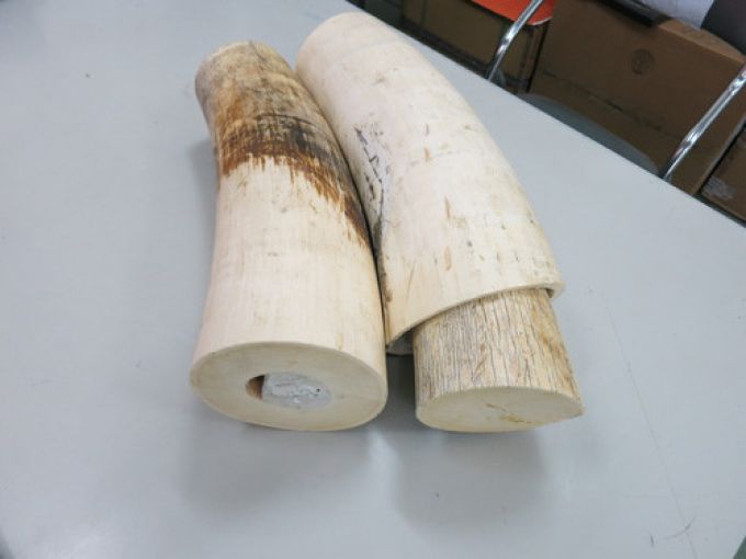310kg ngà voi bị phát hiện tại sân bay Nội Bài