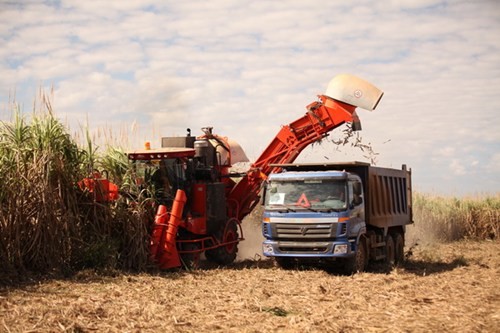 Hoạt động kinh doanh của HAGL Agrico đang ngày càng khó khăn.