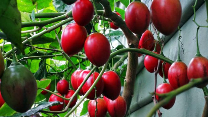 Chủ vườn tận hưởng cơn sốt cà chua Tamarillo