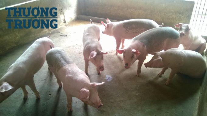  Thanh Hóa Giá lợn giảm sâu, người lao động có nguy cơ mất việc làm