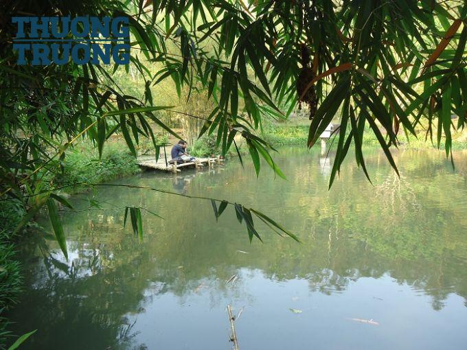 Người giữ hồn tre Việt trên đỉnh Sơn Trà