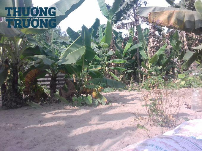 Vườn chuối d&agrave;y đặc c&aacute;t.