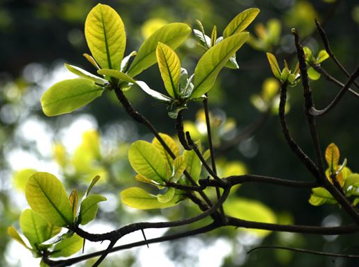 Loại bỏ  sâu răng vĩnh viễn bằng cách sử dụng lá bàng non