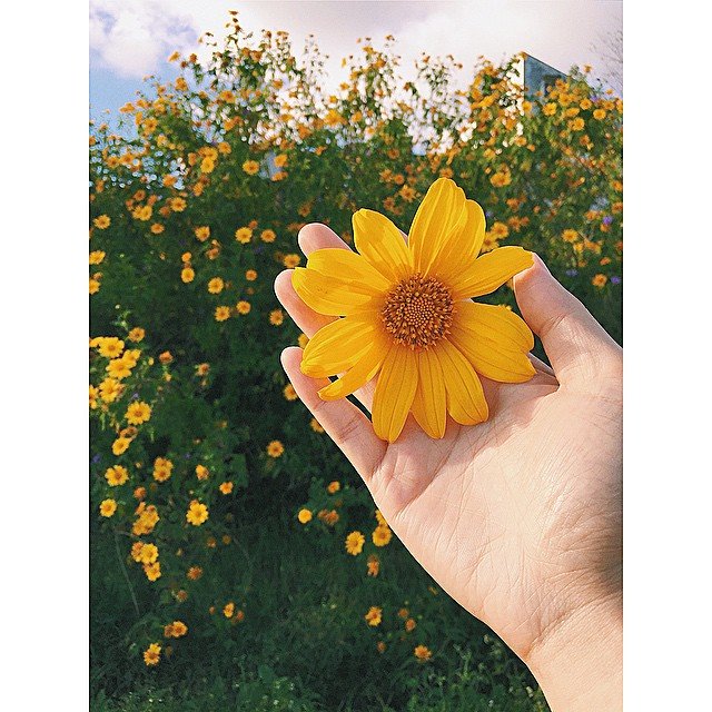 Tháng 10, Đà Lạt, cung đường hoa dã quỳ vàng, những mùa hoa, hoa dã quỳ, du lịch