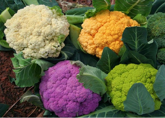 Top 6 loại thực phẩm ngừa ung thư