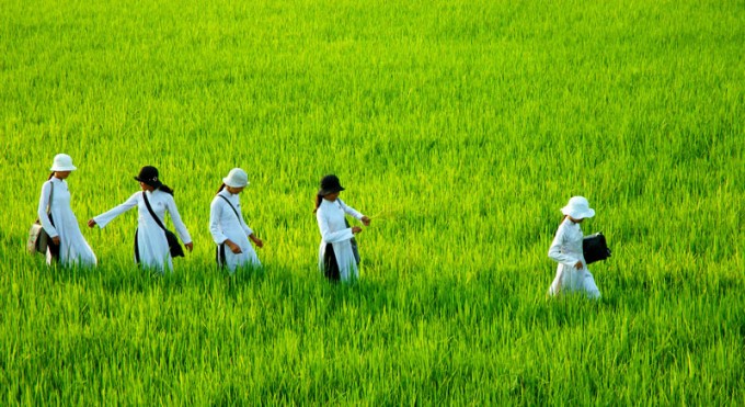 Cánh đồng lúa miền Tây.