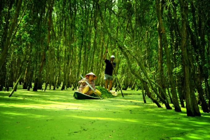 Rừng tràm miền Tây, một điểm tham quan thú vị.