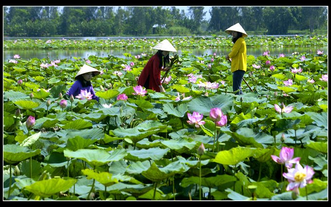 Đồng sen ở Đồng Tháp, một điểm đến du lịch say mê nhiều du khách.