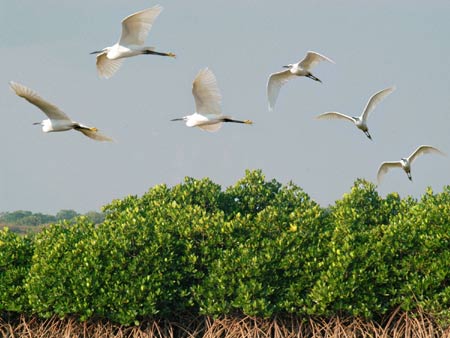 Tràm chim ở miền Tây, điểm đến du lịch nổi tiếng.