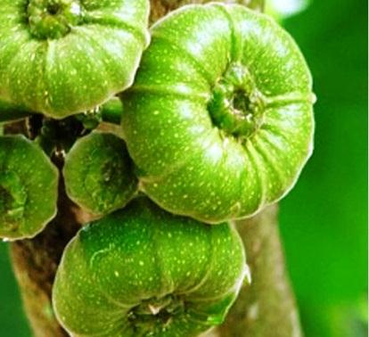 Bất ngờ với loại quả chữa ngộ độc kỳ diệu