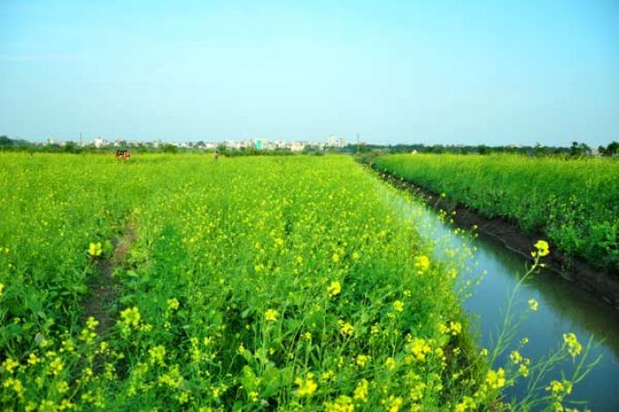 Đến Mộc Châu cảm nhận sự thú vị và cùng bạn bè lưu giữ những khoảnh khắc đẹp bên cạnh những đồng hoa cải vàng (ảnh internet)