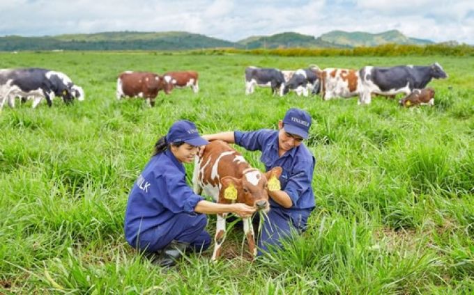 Vinamilk ra mắt dòng sữa tươi 100% organic sản xuất tại Việt Nam