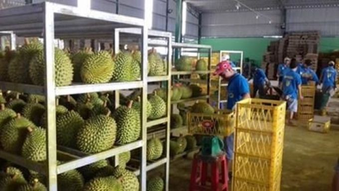 Sầu riêng nghịch vụ đang được các cơ sở thu mua với giá cao.