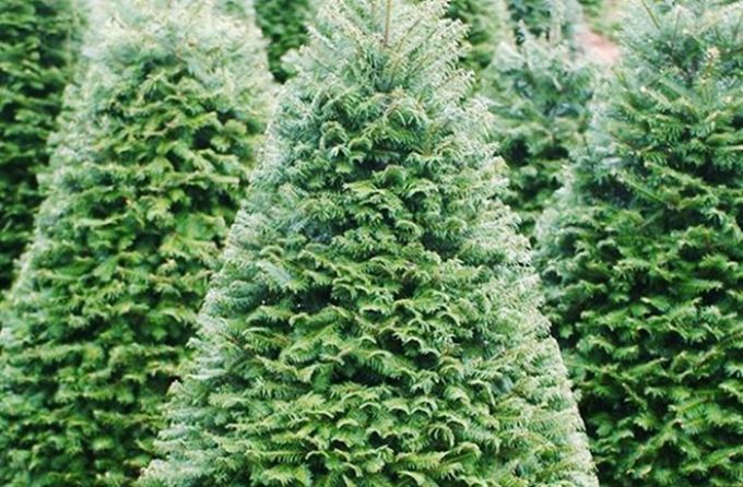 Cây thông Noel thật từ Mỹ giá 7 triệu đồng bán ở Sài Gòn