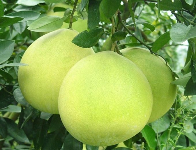 Bưởi là loại quả giàu vitamin C giúp phổi đưa oxy đến toàn bộ cơ thể hiệu quả.