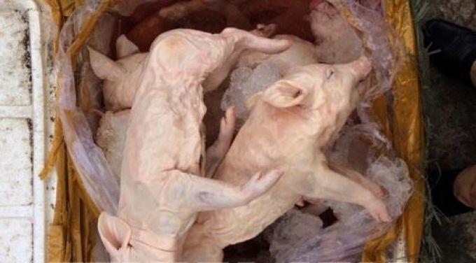 Phát hiện vụ vận chuyển 550kg thịt lợn sữa không rõ nguồn gốc