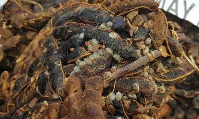 Tạm ngừng nhập khẩu quả me từ Indonesia vì nhiễm mọt nguy hiểm