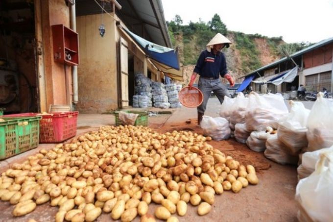 Xuất hiện tình trạng nông sản Trung Quốc gắn mác Đà Lạt