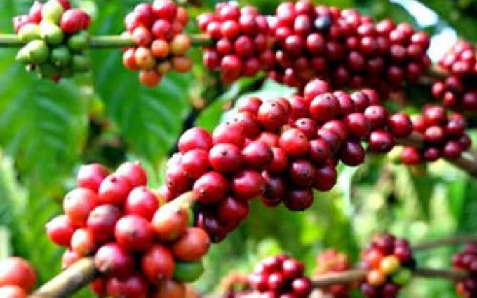 Xuất khẩu cà phê và gạo giảm mạnh tháng 12017