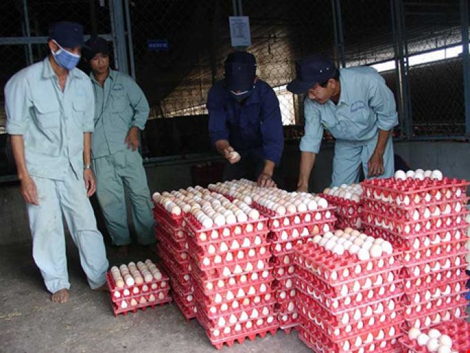 Vì sao Việt Nam phải nhập muối, trứng