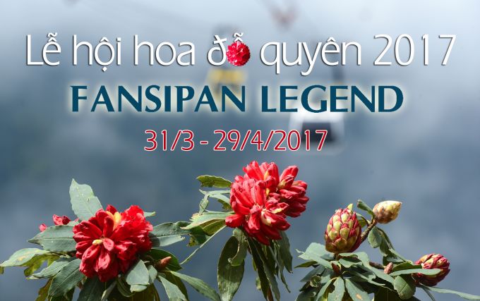 Rủ nhau tới Fansipan Legend ngắm muôn sắc đỗ quyên bung nở