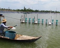 Lãi hàng trăm triệu đồng nhờ nuôi tôm lót bạt 