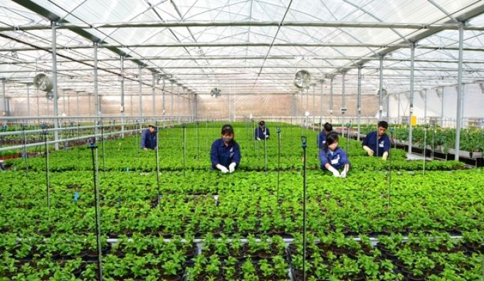Các ngân hàng rót hơn 100.000 tỷ đồng cho vay dự án nông nghiệp công nghệ cao
