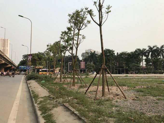 Hà Nội Nhiều cây xanh đổ vì không còn bộ rễ