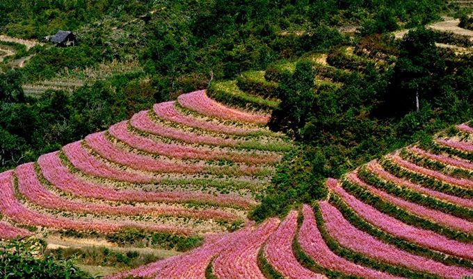 Mùa hoa Tam giác mạch