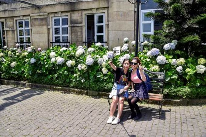 Có lẽ khó tìm được “sân khấu” nào tốt hơn cho cẩm tú cầu như  tại Sun World Ba Na Hills, khi ở đây cẩm tú cầ đua nở quanh năm và tự đổi màu sắc theo các giai đoạn sinh trưởng, phô diễn vẻ đẹp duyên dáng không đâu có. Từng khóm cẩm tú cầu khổng lồ, căng tràn nhựa sống đẹp đến ngỡ ngàng trong cảnh sắc Bà Nà, như thăng hoa cho những xúc cảm ngọt ngào. Cẩm tú cầu Sun World Ba Na Hills có bông đường kính lên tới gần 40cm.  