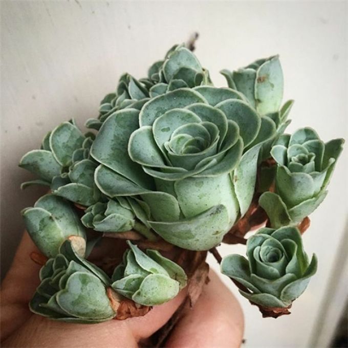 Sen đá hình bông hoa hồng xanh được ưa chuộng.