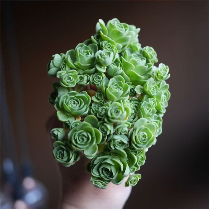 Mang ý nghĩa đặc biệt lại dễ trồng, dễ chăm sóc là điều khiến giới trẻ săn lùng sen đá hoa hồng.