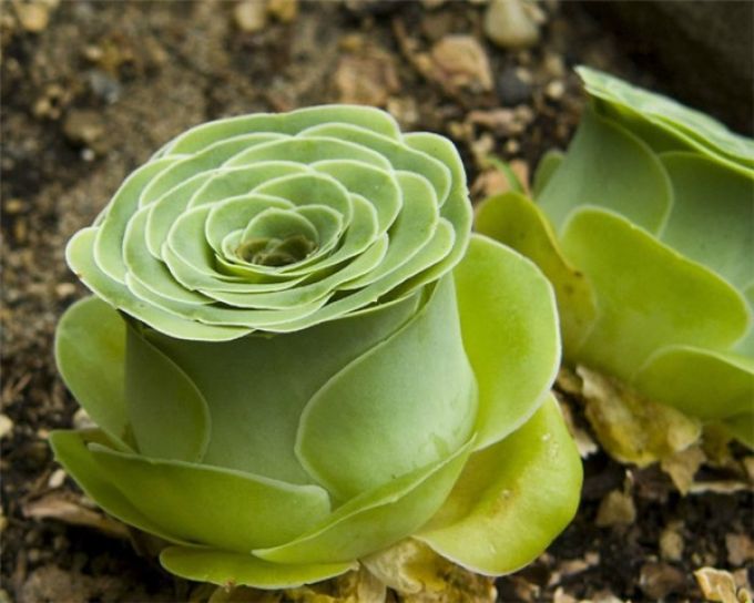 Điều gì khiến sen đá hình bông hồng xanh được giới trẻ săn lùng