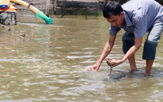 Kiên Giang Vì sao hải sản chết hàng loạt