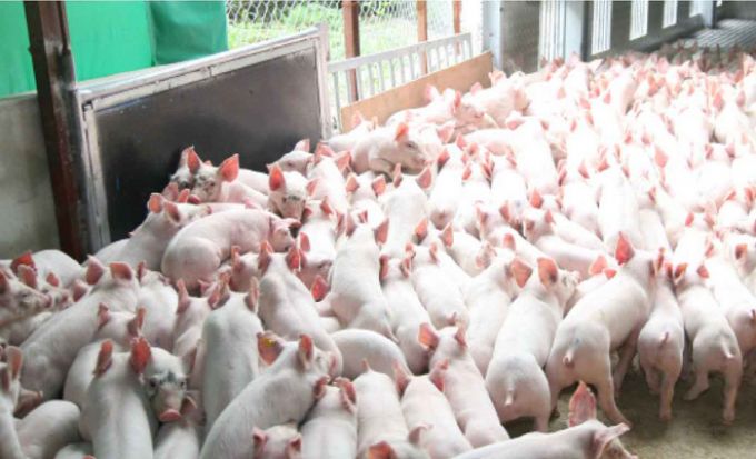 CPI tháng 5 giảm 0,53% do thịt lợn rớt giá