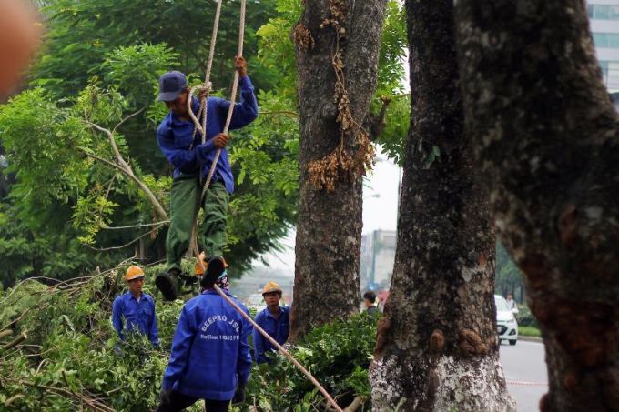 Di rời hàng cây đường Kim Mã Để phục vụ thi công các hạng mục thuộc dự án đường sắt đô thị tuyến Nhổn – ga Hà Nội.