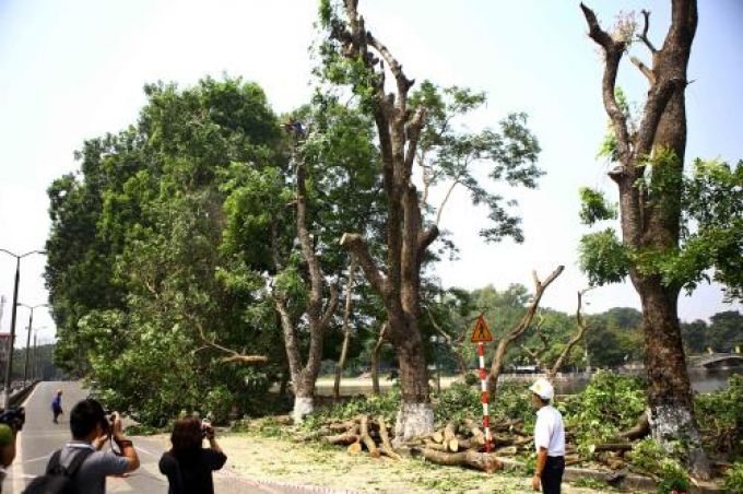 Bắt đầu chặt hạ h&agrave;ng c&acirc;y đẹp nhất tr&ecirc;n đường Kim M&atilde;