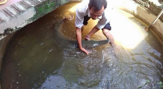 Con c&aacute; sấu hỏa tiễn đ&atilde; được gia đ&igrave;nh anh Đạt b&aacute;n với gi&aacute; 6 triệu đồng (Ảnh NVCC).