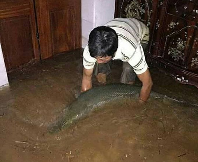 L&uacute;c đầu, mọi người nh&igrave;n thấy con c&aacute; m&agrave;u đen, x&ugrave; x&ugrave; rất sợ h&atilde;i nhưng bắt được th&igrave; biết đ&acirc;y l&agrave; c&aacute; sấu hỏa tiễn, một loại c&aacute; cảnh (Ảnh CTV).
