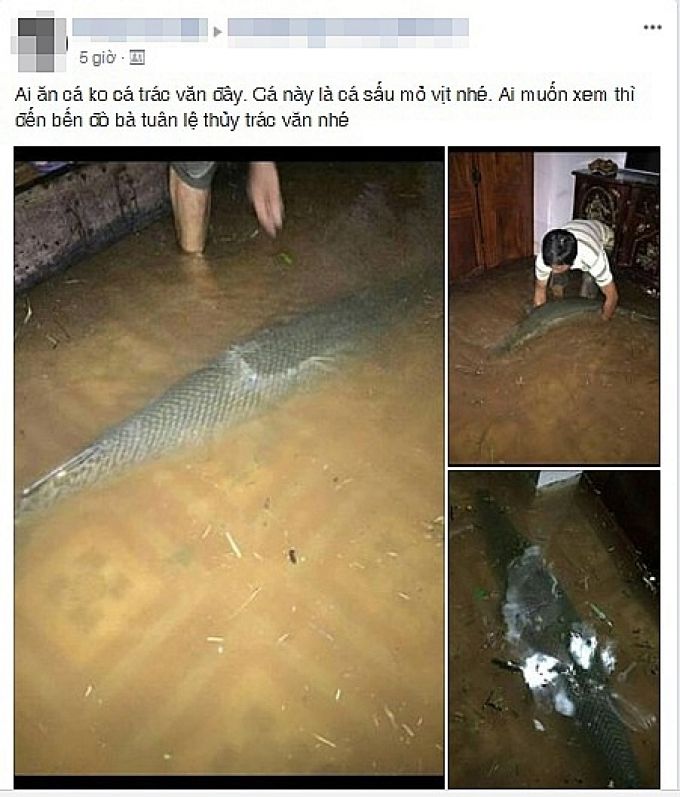 Mưa lũ cá sấu hỏa tiễn nặng gần 30kg bơi vào trong nhà dân