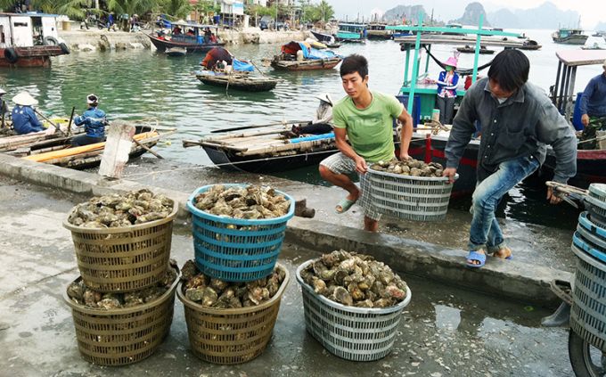 Phê duyệt hơn 102 tỷ đồng cho đề án nâng cao năng lực cạnh tranh ngành thủy sản
