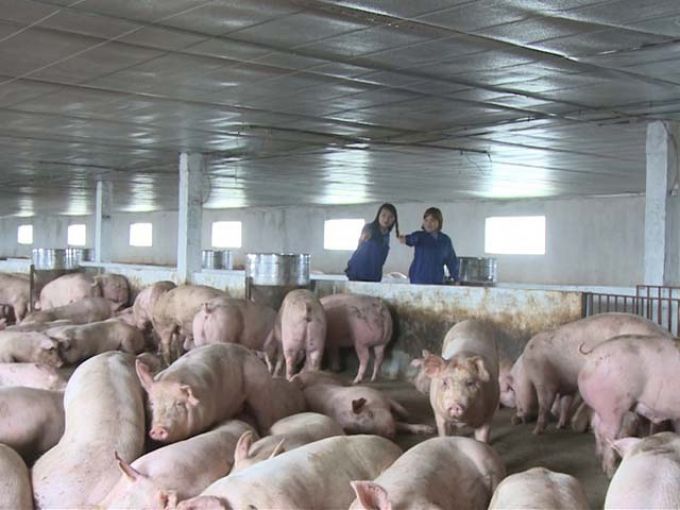 Giá lợn hơi đã tăng trung bình từ 5.000-7.000 đồngkg