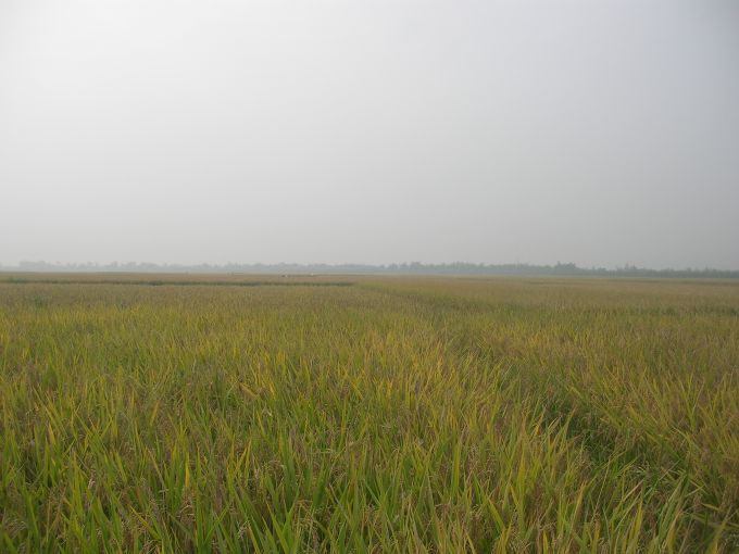 Bộ NN  PTNT phát động cuộc thi sáng tác biểu trưng thương hiệu quốc gia gạo Việt Nam 