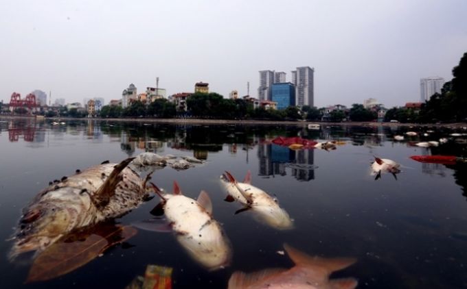 Hàng tần cá lại chết nổi ở hồ Hoàng Cầu